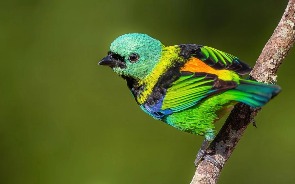 Guapimirim terá expedição para observação de aves